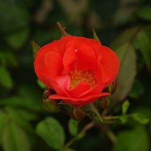 Rosa  Fred Loads - czerwony  - róże rabatowe floribunda